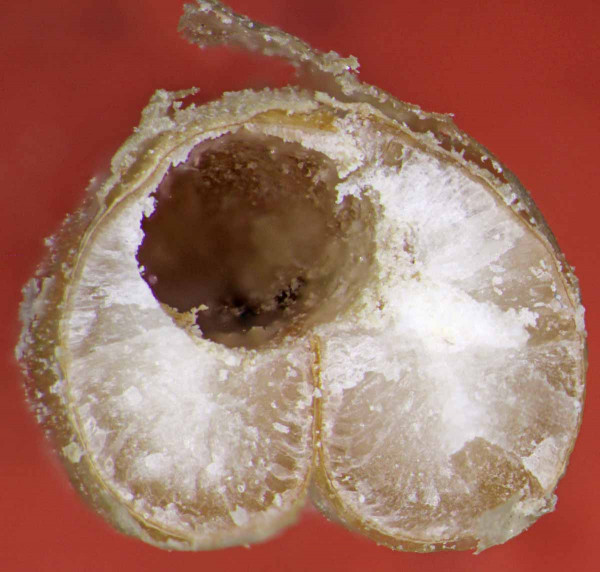 Obr. 1: Příčný řez obilky poškozené žírem larvy pilouse černého