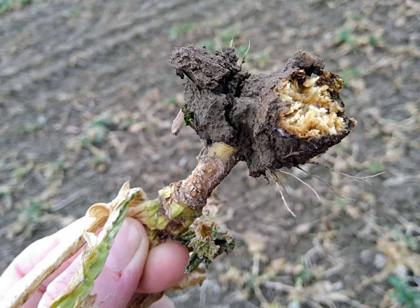 Obr. 4: Rozpadající se nádory způsobené patogenem P. brassicae na kořenech náchylné odrůdy, do půdy se uvolňují miliardy spor patogena, jaro 2018, Valdice