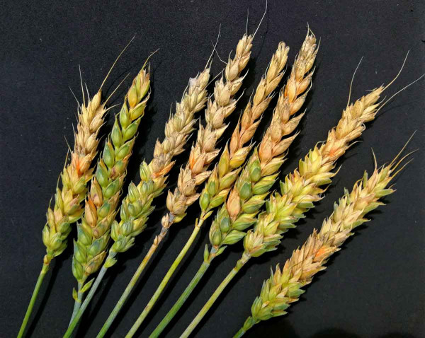 Fusarium v klasu pšenice