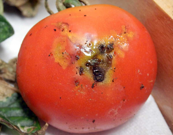 Požerky na plodu rajčete