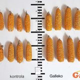 Kukurica + Galleko® = spokojný pestovateľ