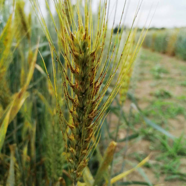 Rez travní v klasu pšenice