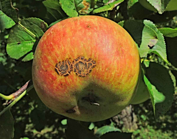 Strupovitost jabloně na plodu