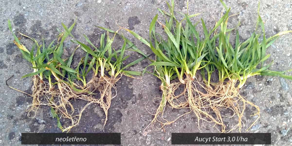 Vliv podzimní aplikace Aucyt Start na rostliny ozimé pšenice (2017)
