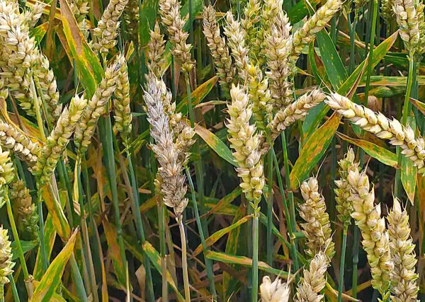 Fuzarióza na citlivé odrůdě pšenice po ošetření