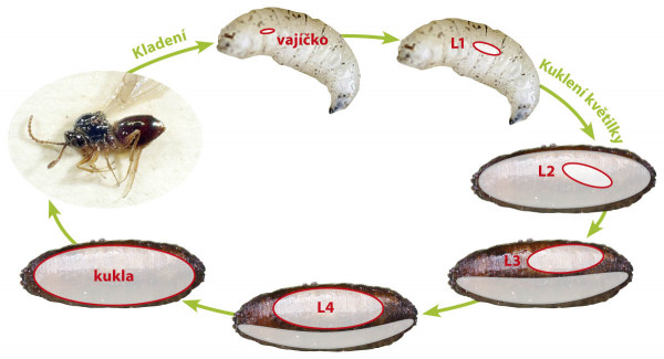 Vývojový cyklus pažlabatky květilkové - červeně vajíčko, larva (L1–L4) a kukla pažlabatky, bíle zbytky těla květilky uvnitř puparia