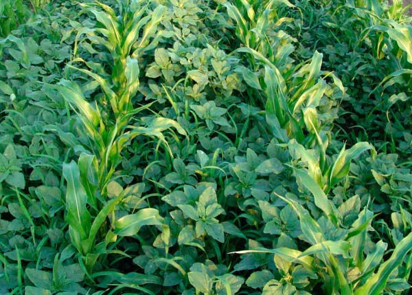 Obr. 2: V této růstové fázi plevelů i kukuřice již obvykle herbicidy nedokáží zcela eliminovat všechny plevele, které navíc spotřebují ke svému růstu poměrně hodně vody; taktéž kukuřice bývá v pozdějších růstových fázích citlivější k poškození herbicidy