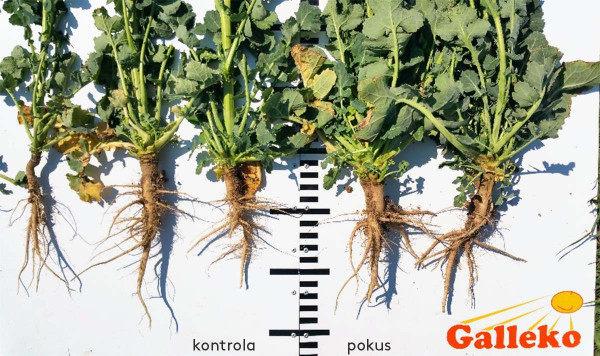 Obr. 6:  Stav rastlín repky ozimnej 18. 4. 2018, odroda Shrek, Roľnícke družstvo Bzovík,. vpravo Galleko, vľavo kontrola 