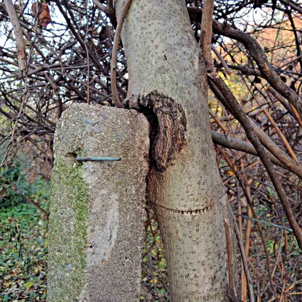 Poškození kmene stromu