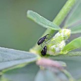 Sledování hmyzích druhů v porostech víceletých pícnin na vybraných lokalitách jižní Moravy v roce 2017