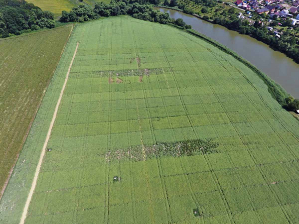 Obr. 7: Pohled na pokusný pozemek ve Valdicích na jaře 2018, snímek z dronu; na kontrolních parcelách je patrný úbytek rostlin vlivem působení patogena