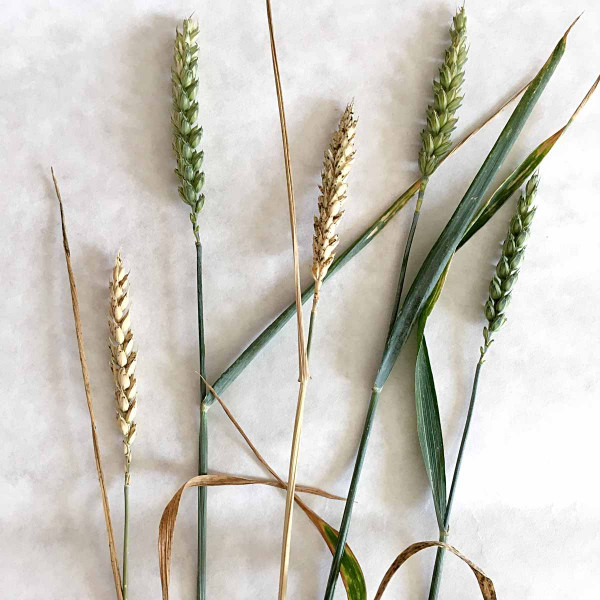 Obr. 2: Stéblolam - běloklasost na ozimé pšenici