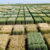 Problematika hodnocení suchovzdornosti obilnin (pšenice)