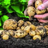 Kompletní ochrana porostů brambor