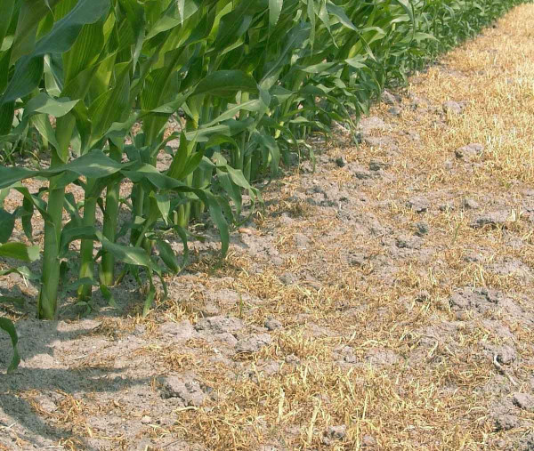 Obr. 4: Působení herbicidu Laudis na plevele je poměrně rychlé, zejména pokud se použije v kombinaci s terbuthylizonovým herbicidem (Aspect Pro)