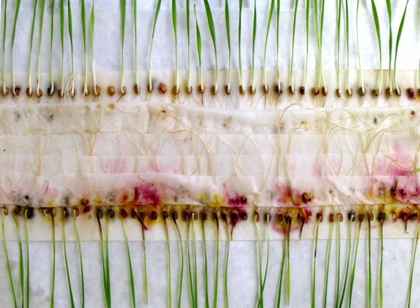 Obr. 1: Ukázka antifungálního účinku 0,1% roztoku oleje z anýzu na potlačení infekce fuzárii (F. culmorum) na osivu pocházejícím z napadených rostlin ozimé pšenice pěstované v laboratorním experimentu; vlevo ošetřeno, vpravo kontrola (voda)