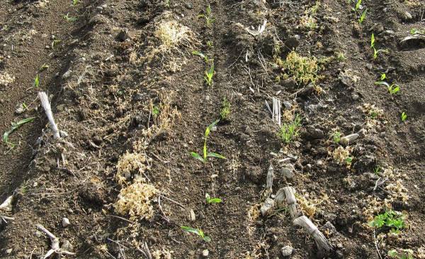 Obr. 4: Kukuřice založená s využitím technologie pásového zpracování půdy po umrtvení porostu vojtěšky - při opakovaném zařazení kukuřice je výhodné, jestliže jsou pásy hlouběji prokypřené půdy posunuty do strany mimo zbytky rostlin kukuřice z předchozího roku (vojtěška zčásti zregenerovala a byla opětovně využita k protierozní ochraně půdy)