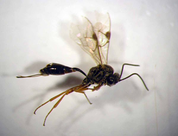 Obr. 1: Samice parazitoida Tersilochus obscurator klade svá vajíčka do larev krytonosce čtyřzubého