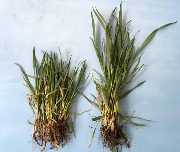 Vzorky pšenice odebrané 11. a 16. dubna 2018 dokumentují, jak překotný byl růst a vývoj porostů v hlavní fázi růstu - sloupkování