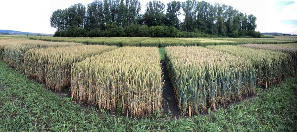 Obr. 5: Pohled na odrůdovou kolekci ozimé pšenice s rozdíly v napadení klasovými fuzárii
