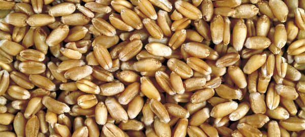 Seznam doporučených odrůd pšenice jarní, 2023