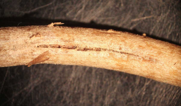 Nekrotické léze na kořenu chřestu - rod Fusarium