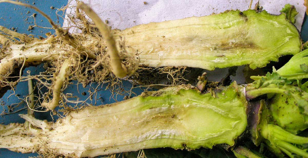 Obr. 3: První příznaky fomy ve vnitřním pletivu krčků rostlin řepky