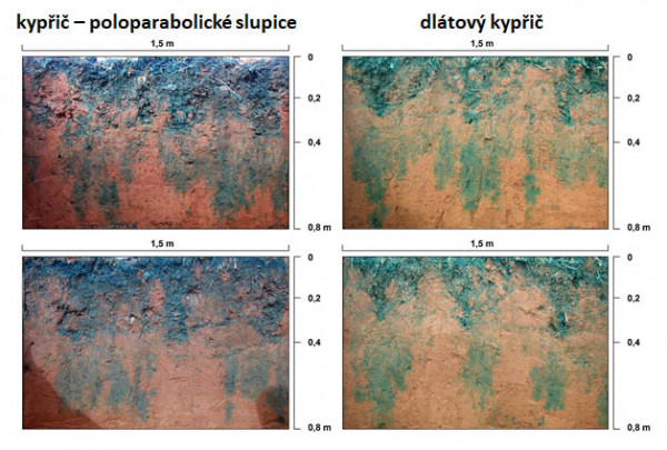 Obr. 2: Simulace infiltrace vody do půdy metodou modré infiltrace na plochách zpracovaných kypřičem s poloparabolickými slupicemi (vlevo) a vpravo dlátovým kypřičem (foto M. Kroulík)