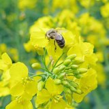 Nejčastější rezidua pesticidů v medu a pylu z lokalit s intenzivním hospodařením