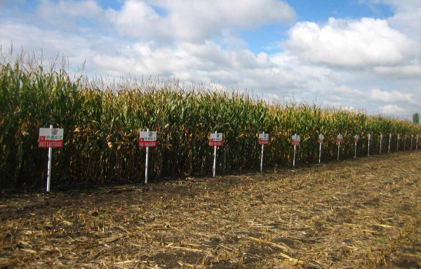 V pokusech s kukuřicí bylo zařazeno množství hybridů pořadatelské firmy VP Agro