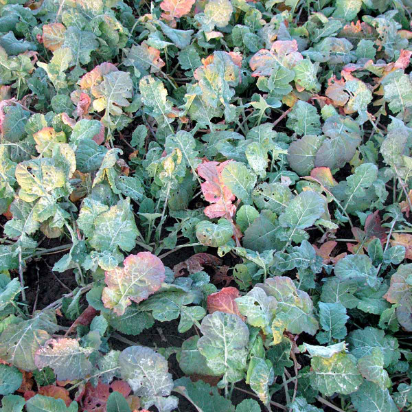 Obr. 6: Symptómy nádorovitosti koreňov kapustovitých rastlín na nadzemných častiach rastlín repky na jeseň