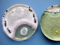 Obr. 3: Projev antagonismu Penicillium sp. (vlevo) a Trichoderma harzianum (vpravo) vůči Sclerotinia sclerotiorum