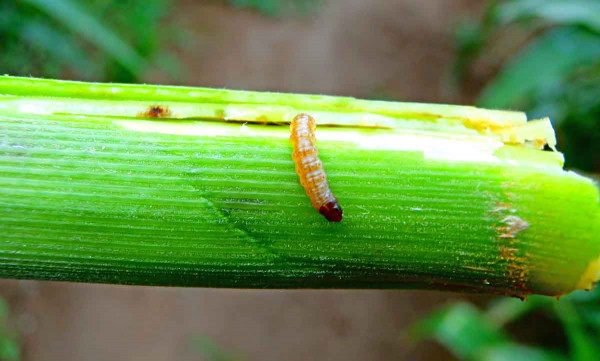 Larva zavíječe kukuřičného ve stéble kukuřice