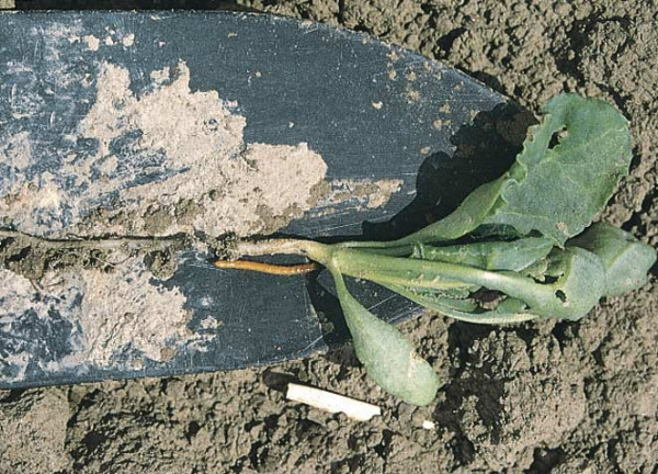 Obr. 3: Mladá rostlina cukrovky překousnutá drátovcem.