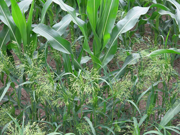 Zaplevelení okraje porostu kukuřice plevelným prosem setým