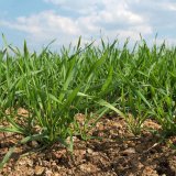 Stabilita výnosu ozimé pšenice z hlediska lokálního sucha