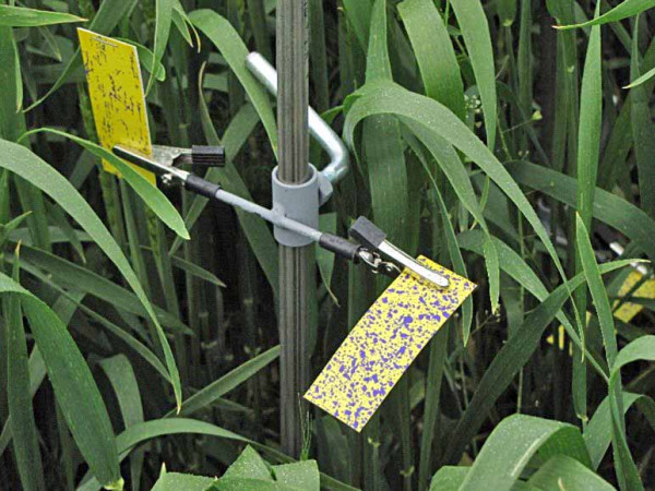 Rostliny pšenice ošetřené tryskou Lechler IDTA - pokryty jsou vertikální i horizontální části rostlin (vizualizace pomocí vodocitlivých papírků)