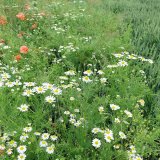 Vliv počasí na účinnost herbicidů v ozimých obilninách a porovnání účinnosti na dvou odlišných lokalitách v předchozím pěstitelském roce