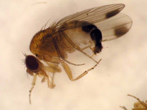 Obr. 2: Samec Drosophila suzukii