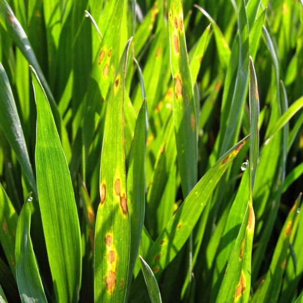 Pyrenoforová skvrnitost pšenice (helmintosporiová skvrnitost, DTR)