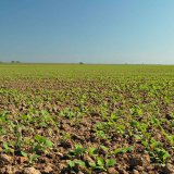 Chování herbicidů v půdě - metazachlor