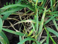 Septoriová skvrnitost pšenice - první výskyt