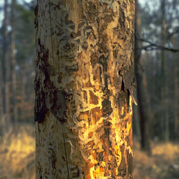 Krasec borový - opadaná kůra a požerek