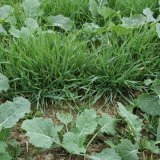 Regulace trávovitých plevelů a výdrolu obilnin v ozimé řepce