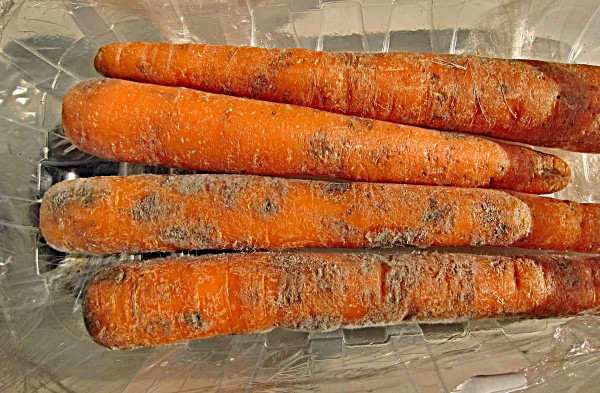 Poškození kořenu pochmurnatkou mrkvovou 