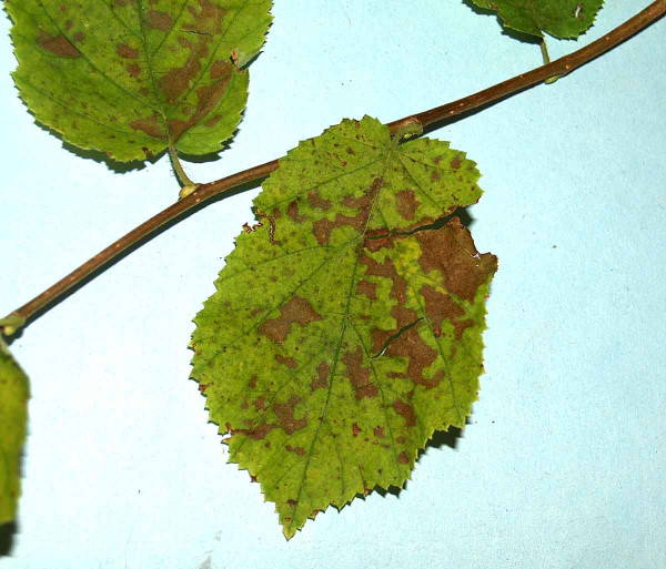 Bakteriální skvrnitost listů lísky