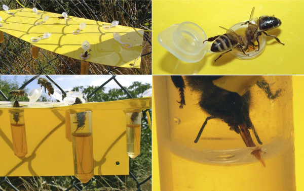 Metoda přímého lákání včel