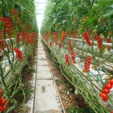 Biologická ochrana zeleniny ve skleníku