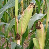 Vliv organizace porostu silážní kukuřice na produkci bioplynu