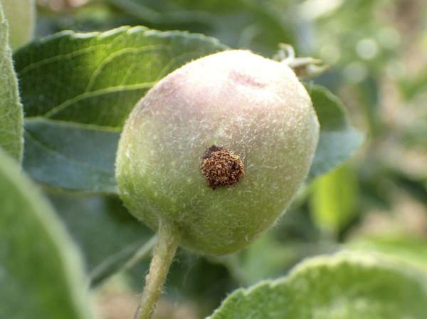 Obaleč jablečný - závrtek na plodu